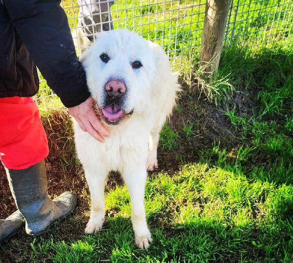 Lucius, cucciolone di pastore maremmano Foto 2